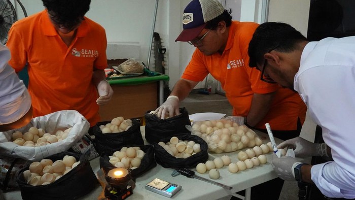 1.286 Telur Penyu yang Ditemukan Tak Bertuan di Sambas