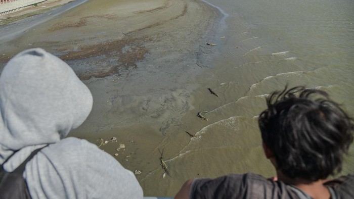Tiga ekor buaya berjemur di sekitar muara Sungai Palu, Sulawesi Tengah, Jumat (7/8/2026). Balai Konservasi Sumber Daya Alam (BKSDA) Sulawesi Tengah mencatat sedikitnya 36 ekor buaya hidup di Sungai Palu dan keberadaannya berpotensi membahayakan penduduk  yang beraktivitas di sekitar sungai maupun pesisir. ANTARA FOTO/Muhammad Rifki Hasan/bar/hma