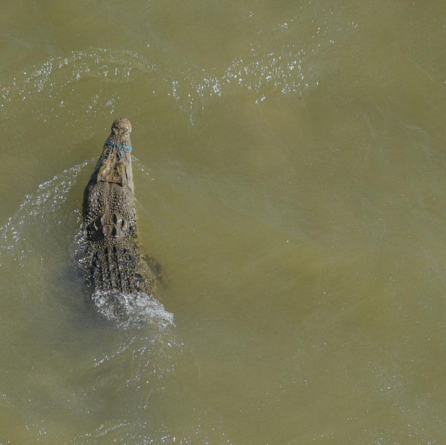 36 Buaya Mendiami Sungai Palu, Warga Diminta Waspada