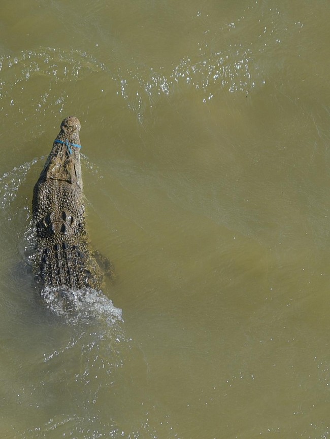 36 Buaya Mendiami Sungai Palu, Warga Diminta Waspada