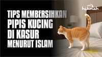Tips Membersihkan Pipis Kucing di Kasur Menurut Islam