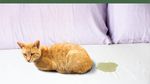 Tips Membersihkan Pipis Kucing di Kasur Menurut Islam