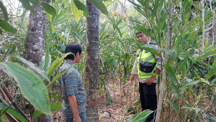 Lokasi jatuhnya penderes nira dari pohon kelapa setinggi 8 meter di Desa Langgar, Kecamatan Kejobong, Kabupaten Purbalingga, Sabtu (8/8/2026).