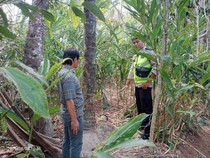 Tragis Mbah Mitro Warga Purbalingga Tewas Terjatuh dari Pohon Kelapa