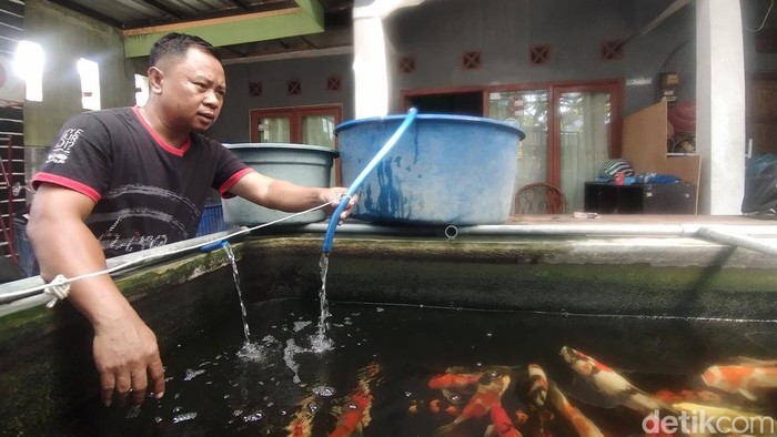 Syarwani menjaga salah satu kolamnya, agar koi-koinya tetap bertahan hidup