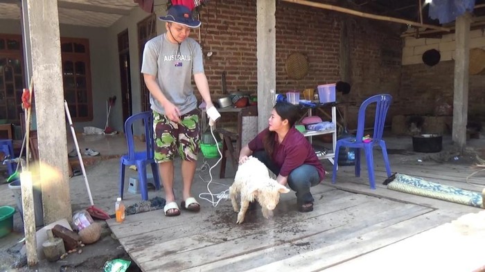 Domba Merino jadi seserahan pernikahan di Ponorogo