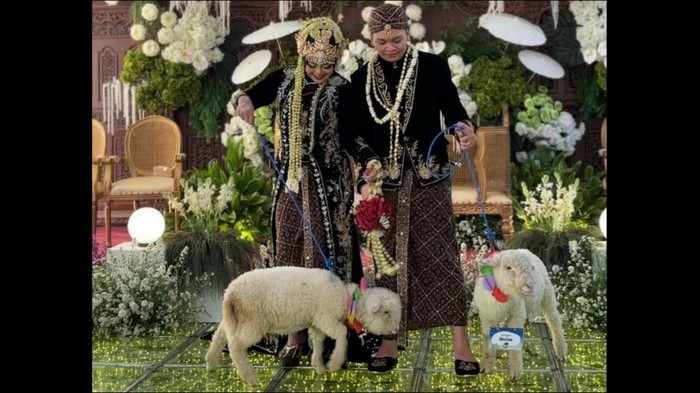 Domba Merino jadi seserahan pernikahan di Ponorogo
