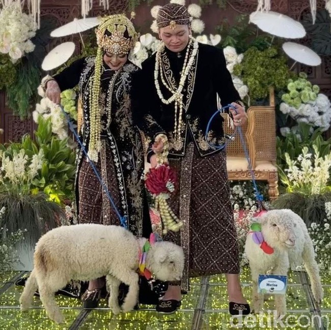 Domba Merino Jadi Seserahan Pernikahan di Ponorogo