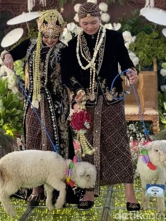 Domba Merino Jadi Seserahan Pernikahan di Ponorogo