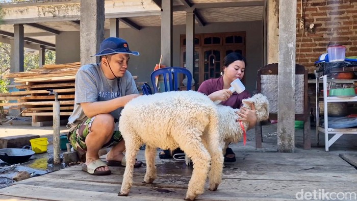 Domba Merino jadi seserahan pernikahan di Ponorogo
