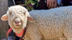 Domba Merino Jadi Seserahan Pernikahan di Ponorogo