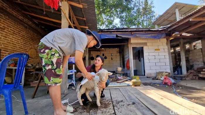 Domba Merino jadi seserahan pernikahan di Ponorogo