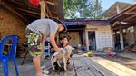 Domba Merino Jadi Seserahan Pernikahan di Ponorogo