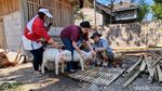 Domba Merino Jadi Seserahan Pernikahan di Ponorogo