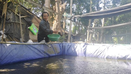 I Nyoman Miasa (35), memberi pakan untuk lele yang dibudayakannya di Banjar Panglan Delodan, Kelurahan Kapal, Kecamatan Mengwi, Badung, Minggu (9/8/2026). (Agus Eka/detikBali)