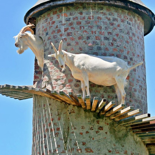 Potret Menara Khusus Kambing buat Tempat Mendaki Pengganti Gunung