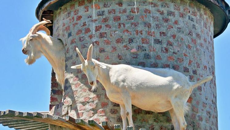 Potret Menara Khusus Kambing buat Tempat Mendaki Pengganti Gunung