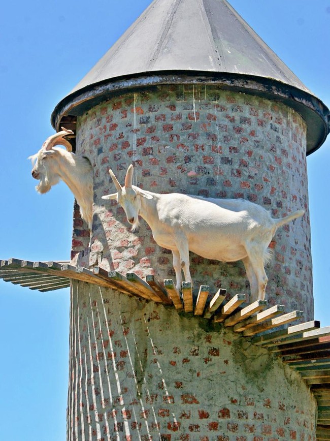 Potret Menara Khusus Kambing buat Tempat Mendaki Pengganti Gunung