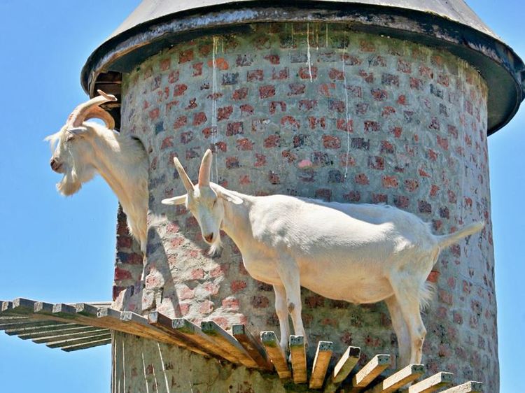Potret Menara Khusus Kambing buat Tempat Mendaki Pengganti Gunung