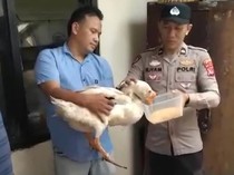 ABG 17 Tahun di Parung Bogor Curi Angsa, Hasil Jualnya buat Beli Miras