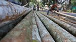 Batang Pinang Mulai Diburu Jelang Perayaan HUT RI