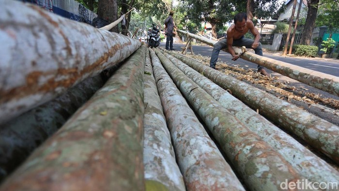 Pekerja mengupas kulit batang pohon pinang di kawasan Manggarai, Jakarta, Senin (10/8/2026). Penjualan batang pinang untuk perlombaan panjat pinang mulai marak menjelang peringatan HUT ke-81 Kemerdekaan RI. Batang pohon pinang yang telah dibersihkan dan dirapikan dijual dengan harga mulai dari Rp800 ribu per batang, belum termasuk biaya pengiriman. Menurut pedagang, batang pinang yang rata-rata memiliki panjang sekitar 9 meter tersebut didatangkan dari wilayah Rangkasbitung, Banten. Sejumlah pesanan mulai berdatangan, salah satunya dari kawasan Kalimalang yang setiap tahun rutin menggelar perlombaan panjat pinang. Pedagang berharap tradisi panjat pinang dalam rangka memperingati Hari Kemerdekaan RI tetap dipertahankan karena memiliki nilai kebersamaan dan gotong royong yang kuat. Panjat pinang masih menjadi salah satu perlombaan yang banyak dipilih masyarakat untuk memeriahkan peringatan Hari Kemerdekaan di lingkungan tempat tinggal