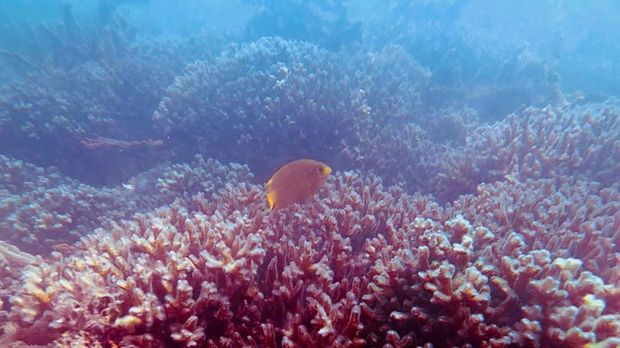 Biota laut di perairan Tarakan Timur. (Dok. Komunitas Freedivers Tarakan)