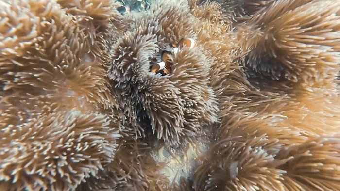 Biota laut di perairan Tarakan Timur. (Dok. Komunitas Freedivers Tarakan)