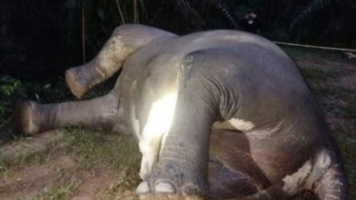 Gajah liar ditemukan mati di areal perkebunan di Aceh Tamiang. (Dok BKSDA)