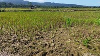 Ilmuwan Kaget Lihat Ganasnya El Nino 2026
