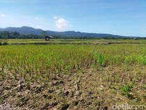El Nino Hantam Sukabumi, 8.925 Hektare Sawah Terancam Puso
