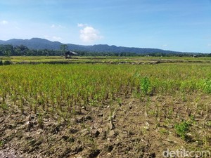 Ilmuwan Kaget Lihat Ganasnya El Nino 2026
