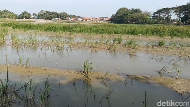 Kondisi mengeringnya Waduk Bojongsari Indramayu.