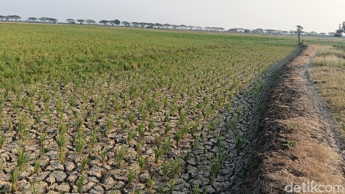 Kondisi sawah di Desa Sukareja, Kecamatan Balongan, Kabupaten Indramayu, Senin (10/8/2026).