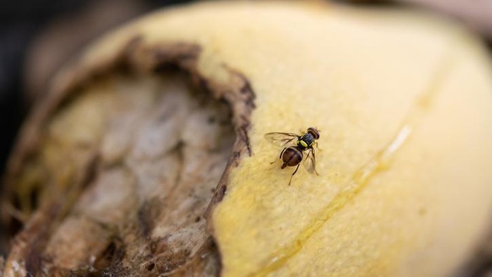Lalat hinggap di makanan