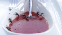 Lalat Suka Hinggap di Makanan, Kakinya Bisa Ikut Mendeteksi Rasa!