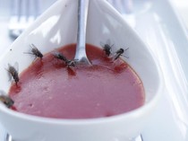 Lalat Suka Hinggap di Makanan, Kakinya Bisa Ikut Mendeteksi Rasa!