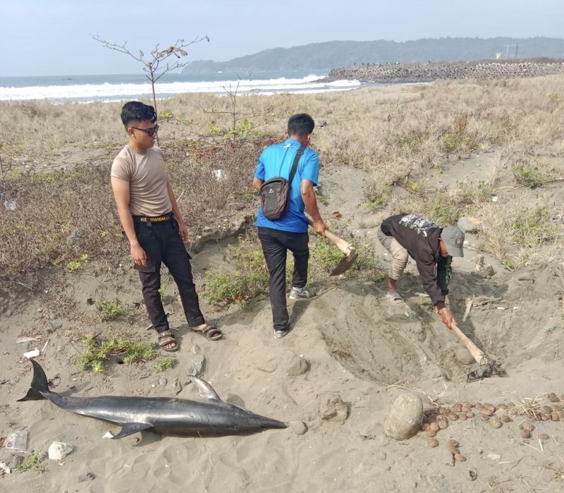 Lumba-lumba yang ditemukan di Pantai Timur Pangandaran