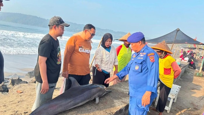Lumba-lumba yang ditemukan di Pantai Timur Pangandaran