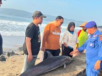 5 Fakta Lumba-lumba Mati Terdampar di Pantai Pangandaran