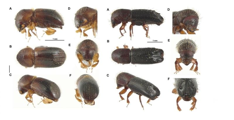 Peneliti UB Deskripsikan Spesies Baru Kumbang di Jepang Hyorrhynchus takakumaensis Setiawan, Hata & Smith, sp. nov. Kumbang ini punya nama umum γΏγ«γ―γγͺγͺγγ―γ€γ γ· (Takakuma-Εkikuimushi).