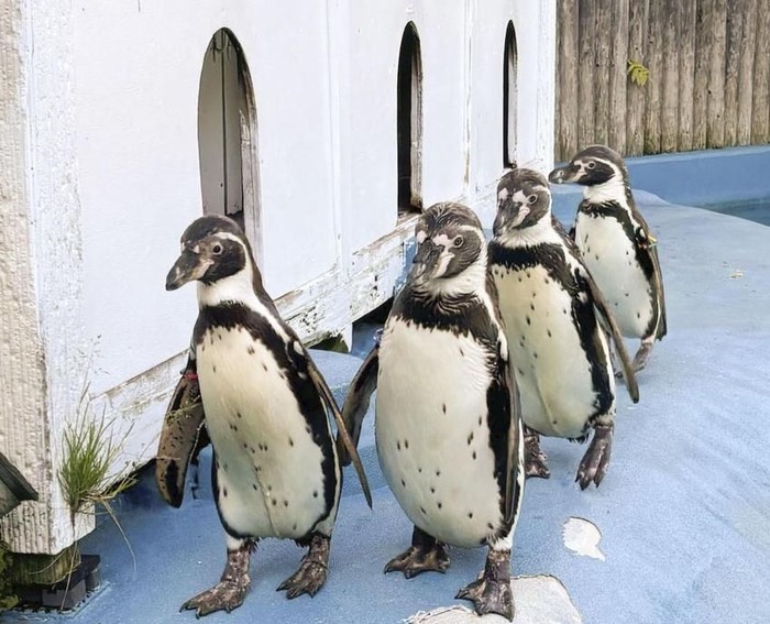 4 Penguin di Kebun Binatang Yagiyama mati karena malaria