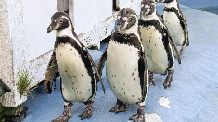 4 Penguin di Kebun Binatang Yagiyama mati karena malaria