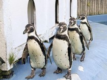 Sedih Banget, Semua Penguin di Kebun Binatang Ini Mati Digigit Nyamuk Malaria