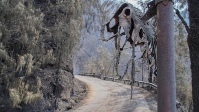 Kebakaran Hutan Tutup Akses Wisata Gunung Bromo
