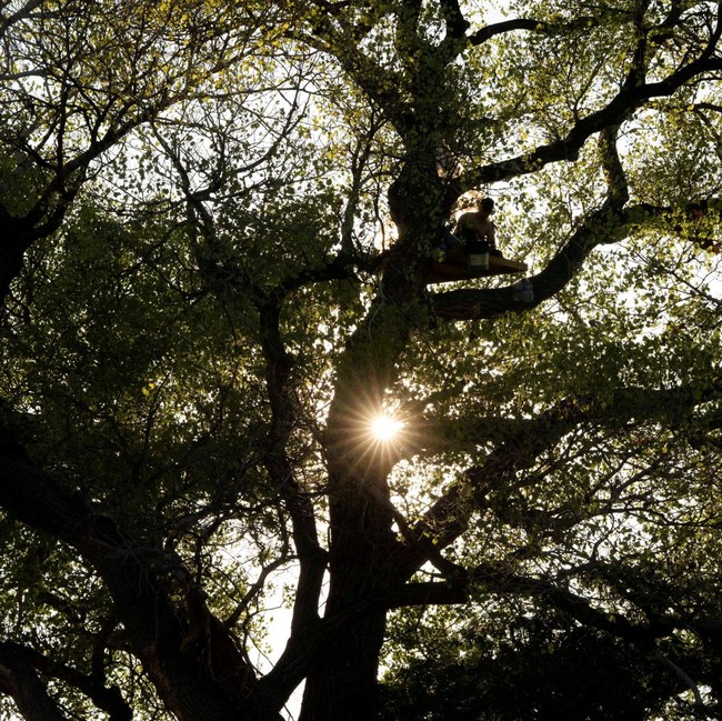 Pohon Tua Terancam Ditebang, Aktivis Duduki Batang Cottonwood di Perbatasan AS-Meksiko