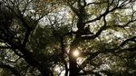 Pohon Tua Terancam Ditebang, Aktivis Duduki Batang Cottonwood di Perbatasan AS-Meksiko