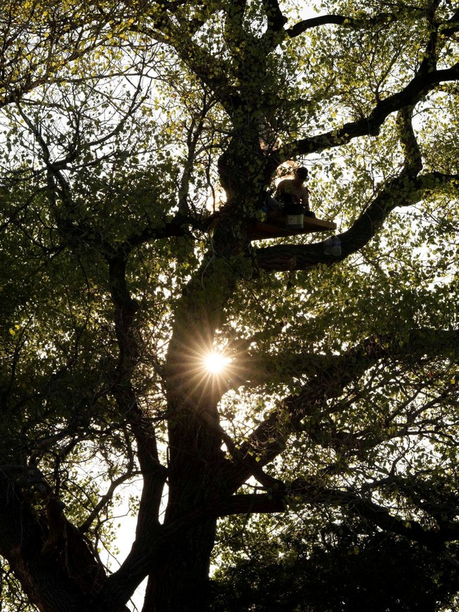 Pohon Tua Terancam Ditebang, Aktivis Duduki Batang Cottonwood di Perbatasan AS-Meksiko