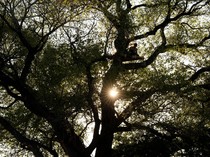 Pohon Tua Terancam Ditebang, Aktivis Duduki Batang Cottonwood di Perbatasan AS-Meksiko