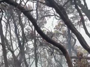 4 Hari Kebakaran Gunung Gede: 10 Hektare Lahan Hangus-Tersisa 4 Titik Api